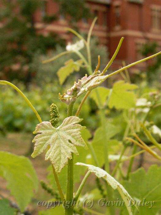 Vitis vinifera 'Shiraz', National Wine Centre, near Adelaide Botanic Gardens P1080866.JPG